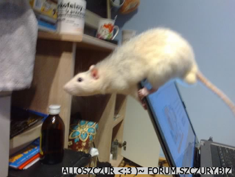 Stuart